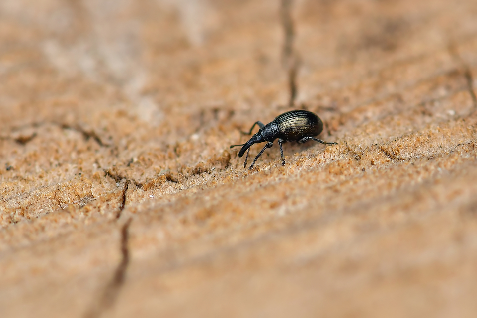 Curculionidae - ormányosbogár-félék