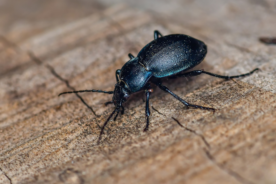 Carabus convexus - selymes futrinka