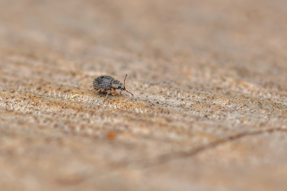 Brachysomus echinatus - tüskés gyepormányos