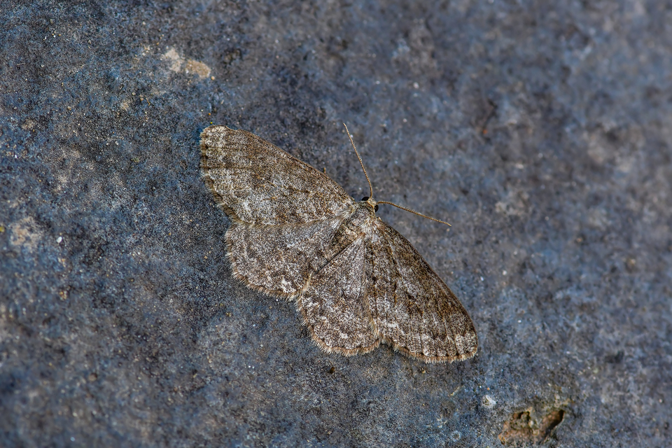 Ectropis crepuscularia - avararaszoló