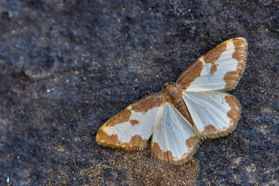 Lomaspilis marginata - szegélyes nyárfaaraszoló