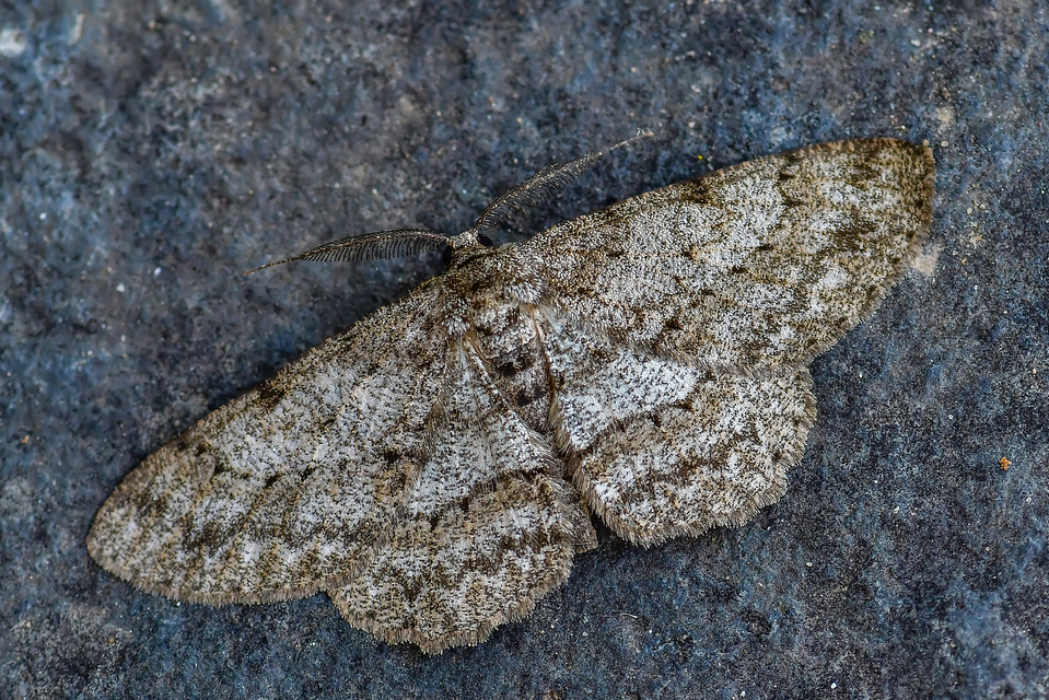 Hypomecis punctinalis - pettyes faaraszoló