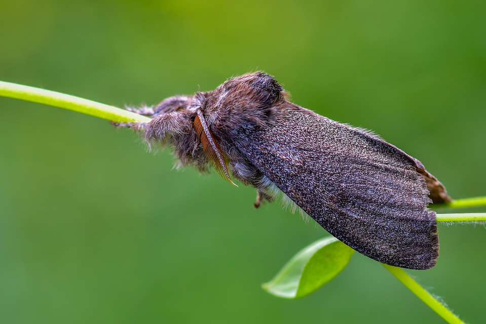 Calliteara pudibunda - hamvasszövő
