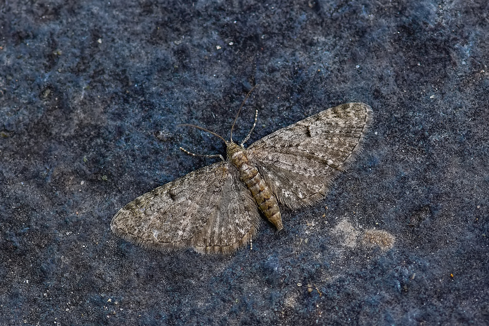Eupithecia