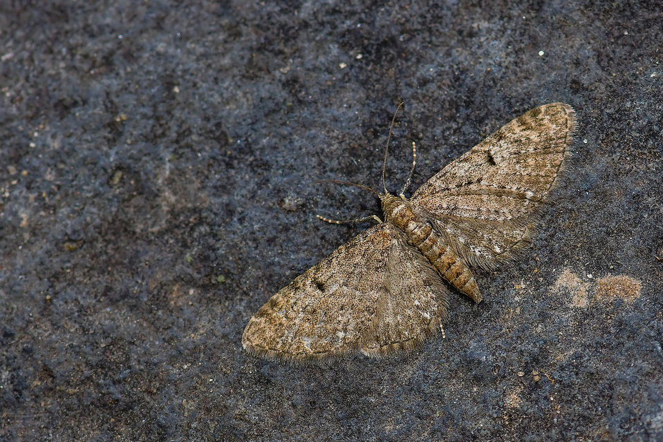Eupithecia