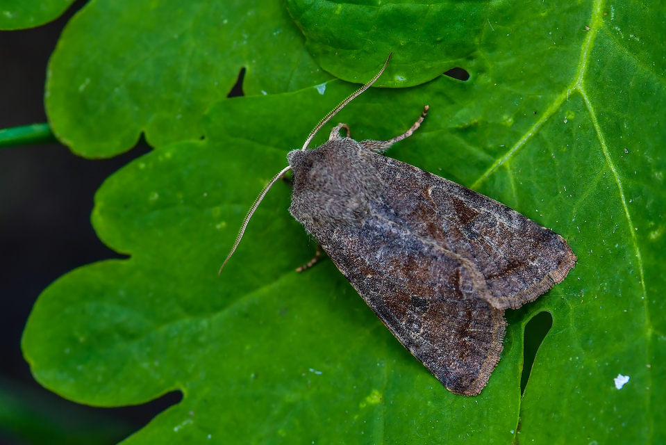 Orthosia incerta - változékony barkabagoly