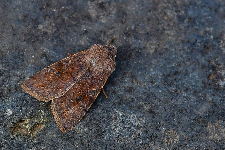 Orthosia incerta - változékony barkabagoly