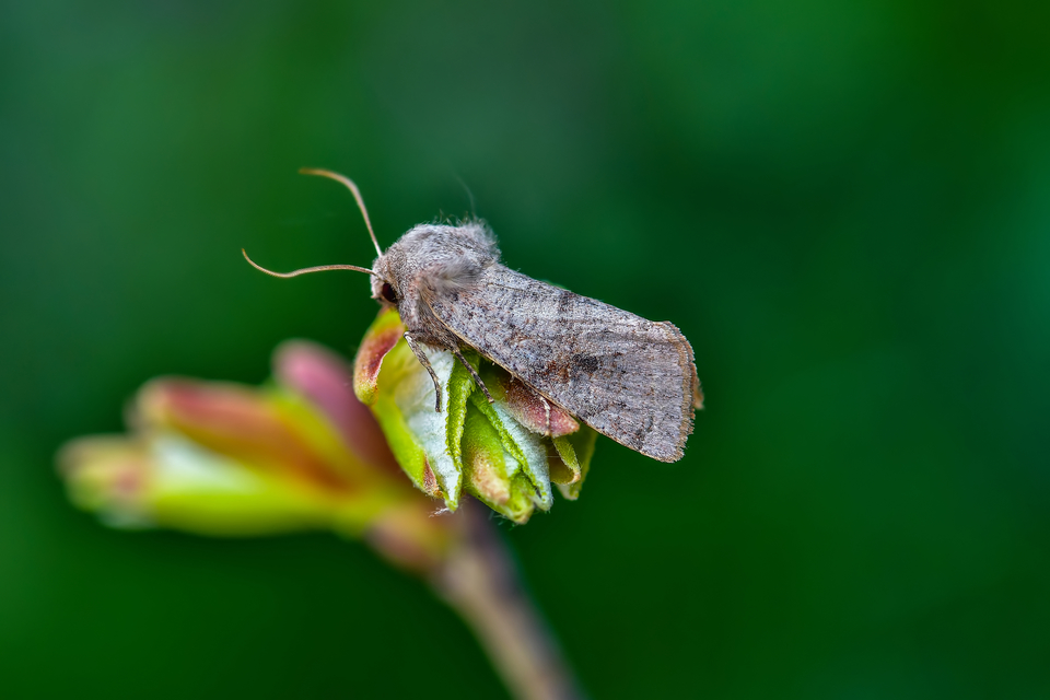 Orthosia incerta - változékony barkabagoly