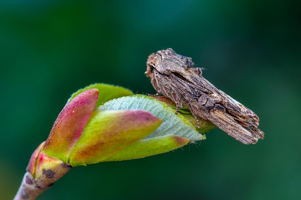 Egira conspicillaris - változékony szürkebagoly
