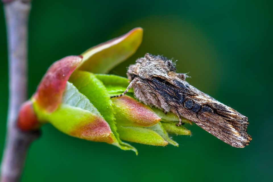 Egira conspicillaris - változékony szürkebagoly