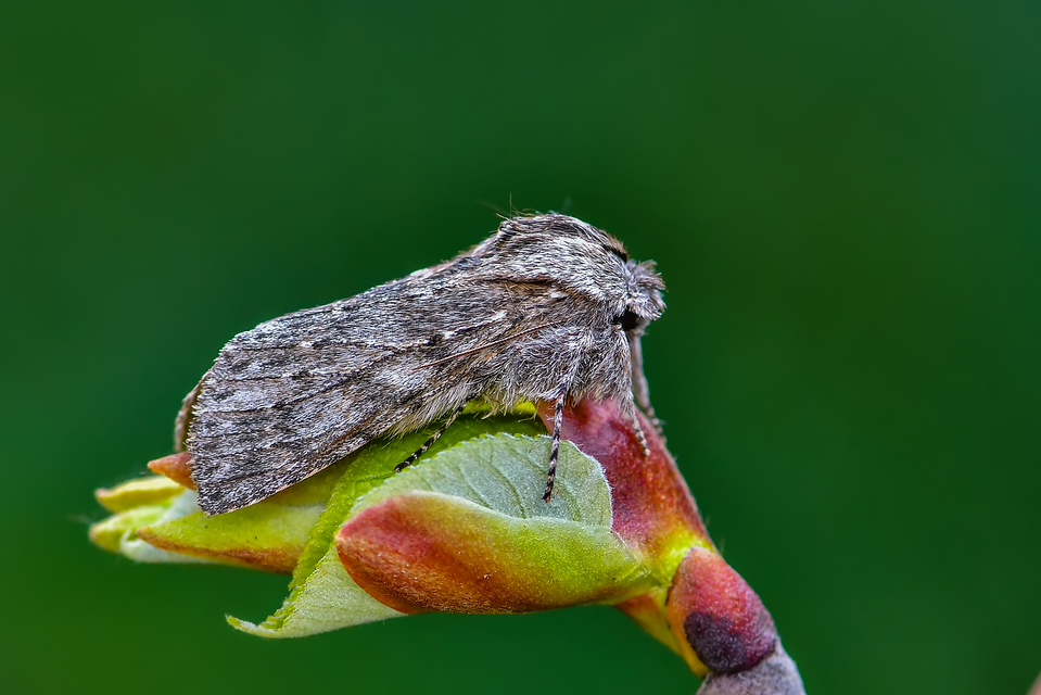 Dicranura ulmi - szilfa-púposszövő