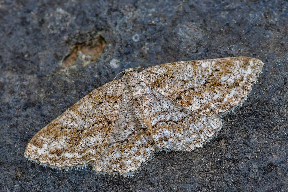 Ectropis crepuscularia - avararaszoló