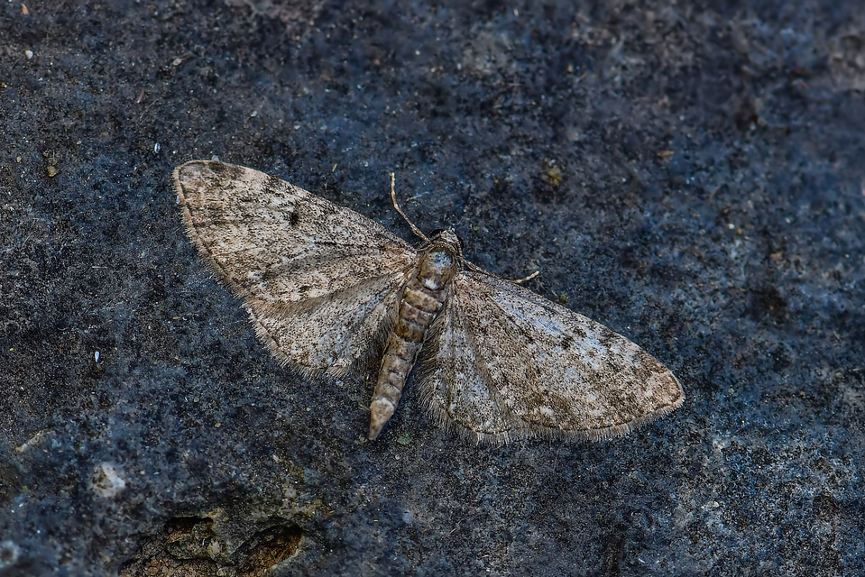 Eupithecia