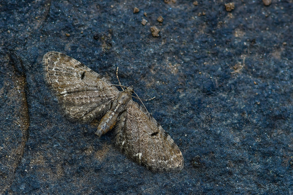 Eupithecia absinthiata - üröm-törpearaszoló
