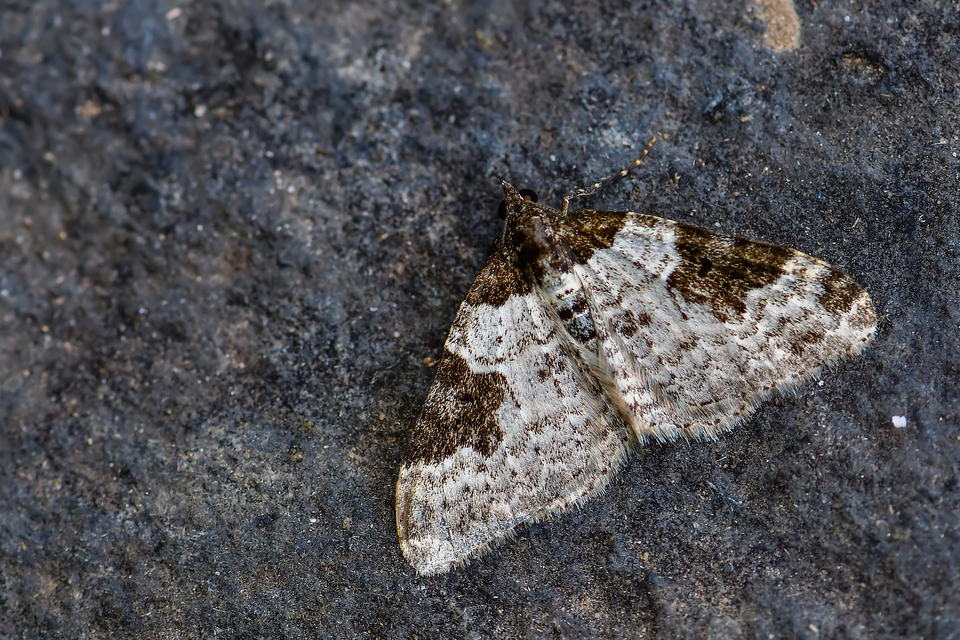 Xanthorhoe fluctuata - közönséges tarkaaraszoló