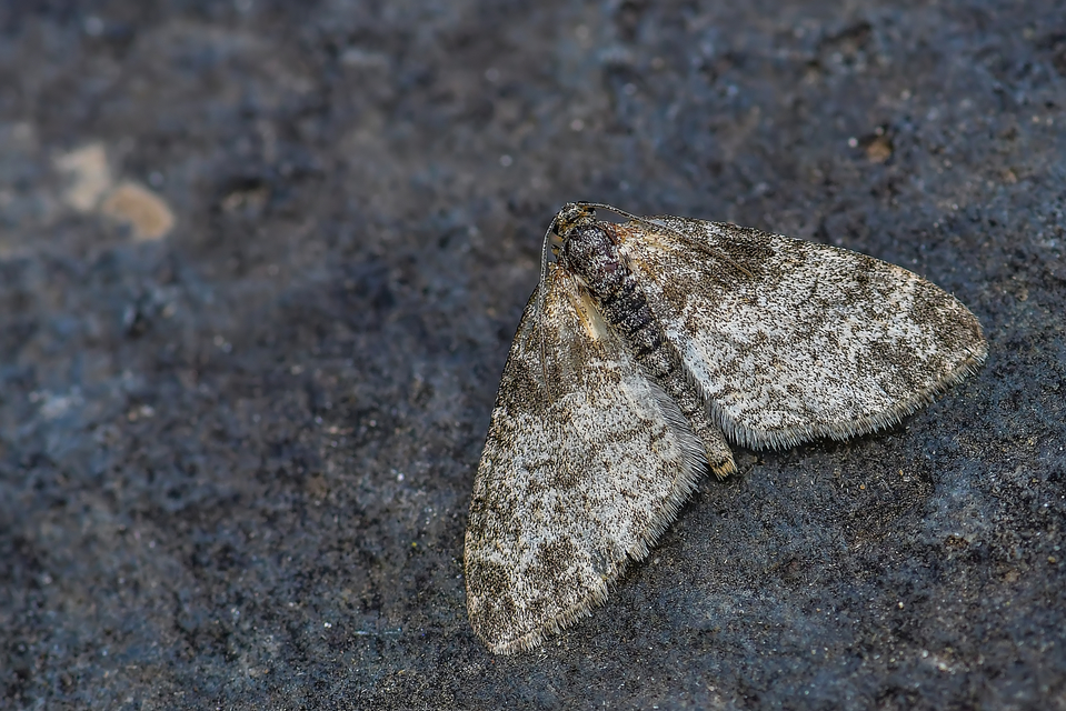 Lobophora halterata - szárnyfüggelékes araszoló