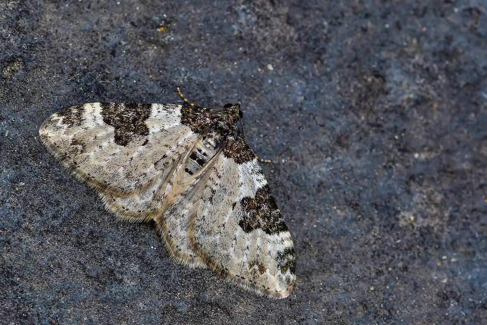 Xanthorhoe fluctuata - közönséges tarkaaraszoló