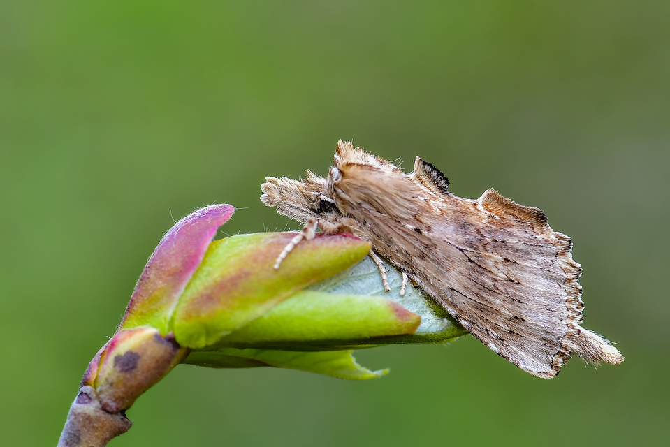 Pterostoma palpina - csőrös púposszövő