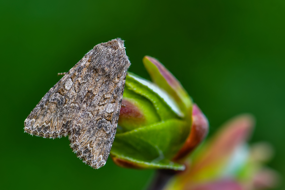 Hadula trifolii - lóherebagoly