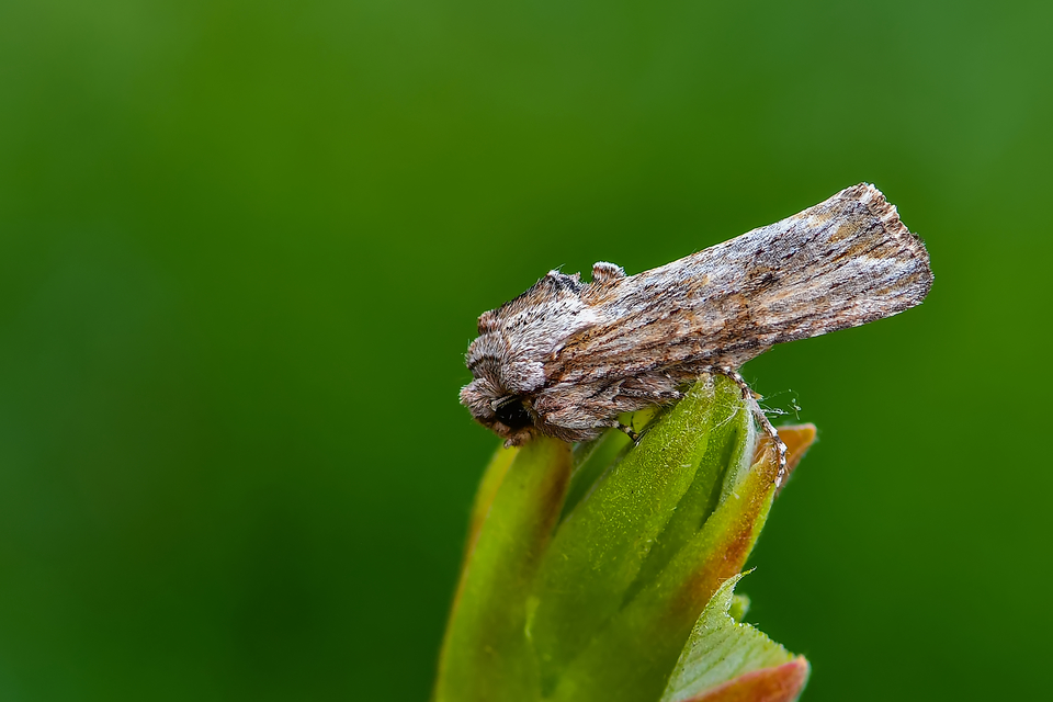 Egira conspicillaris - változékony szürkebagoly