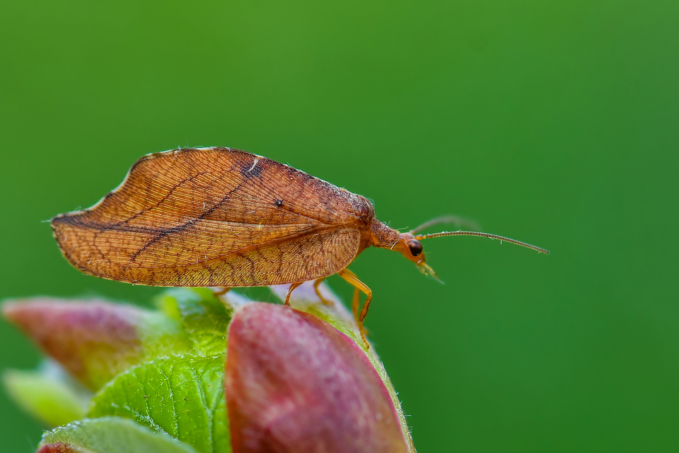 Drepanepteryx phalaenoides