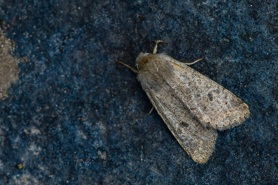 Orthosia cruda - kis barkabagoly