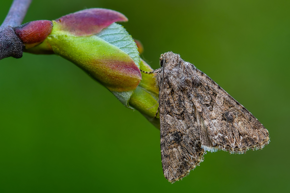Hadula trifolii - lóherebagoly