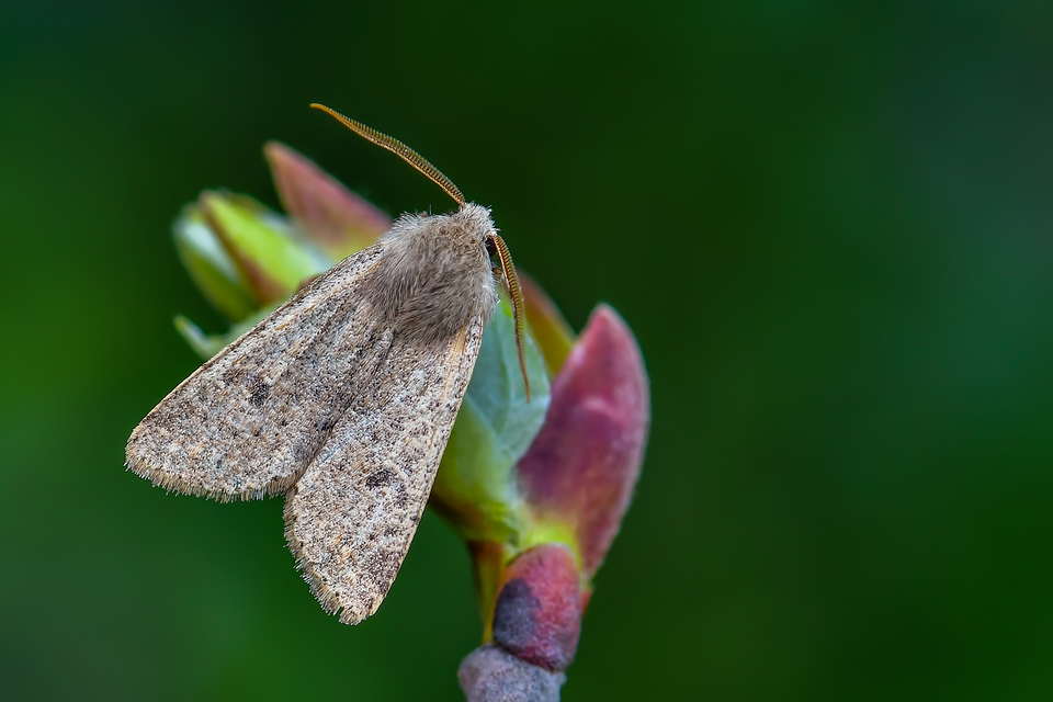 Orthosia cruda - kis barkabagoly