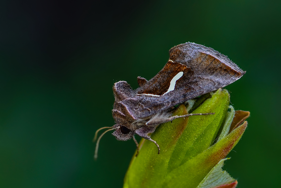 Macdunnoughia confusa - cseppfoltos ezüstbagoly