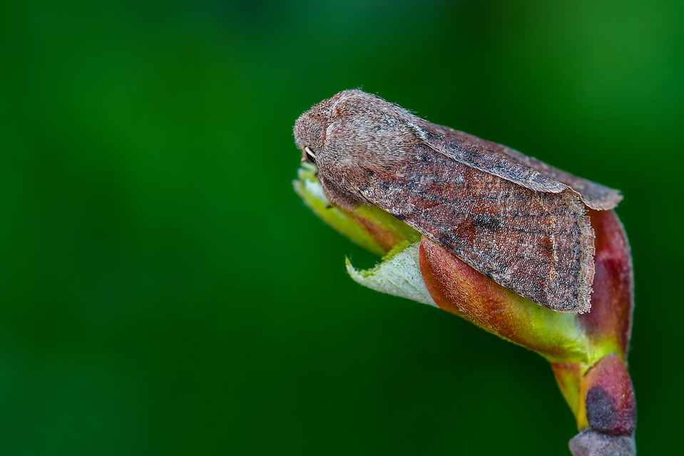 Orthosia incerta - változékony barkabagoly