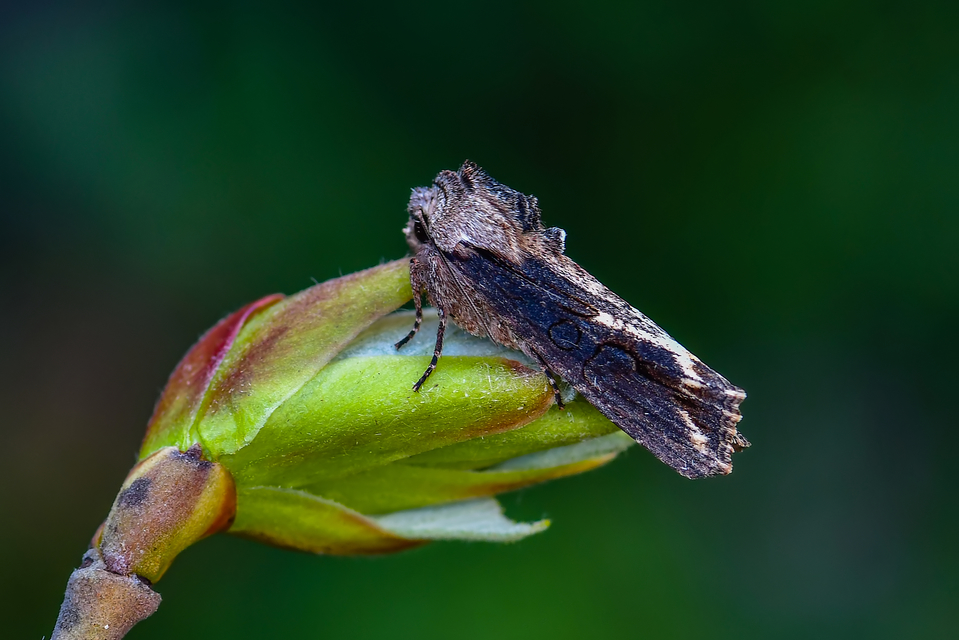Egira conspicillaris - változékony szürkebagoly