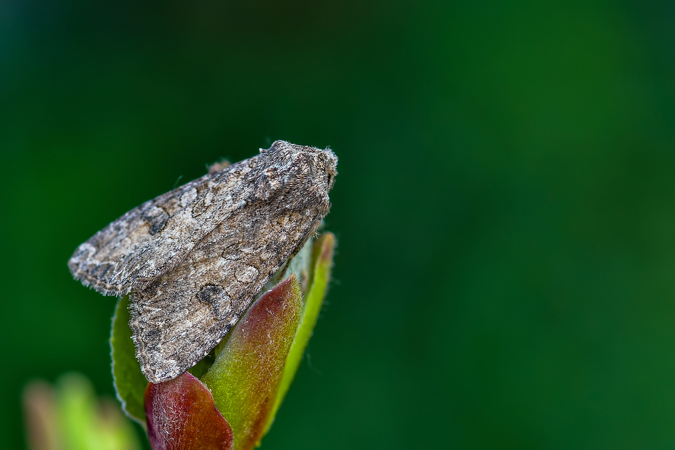 Hadula trifolii - lóherebagoly
