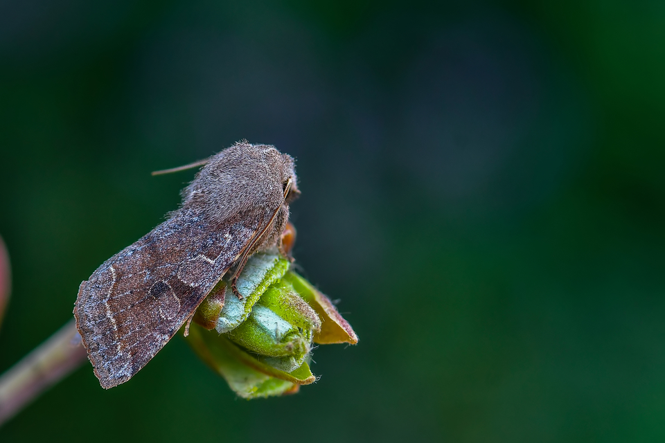 Orthosia incerta - változékony barkabagoly