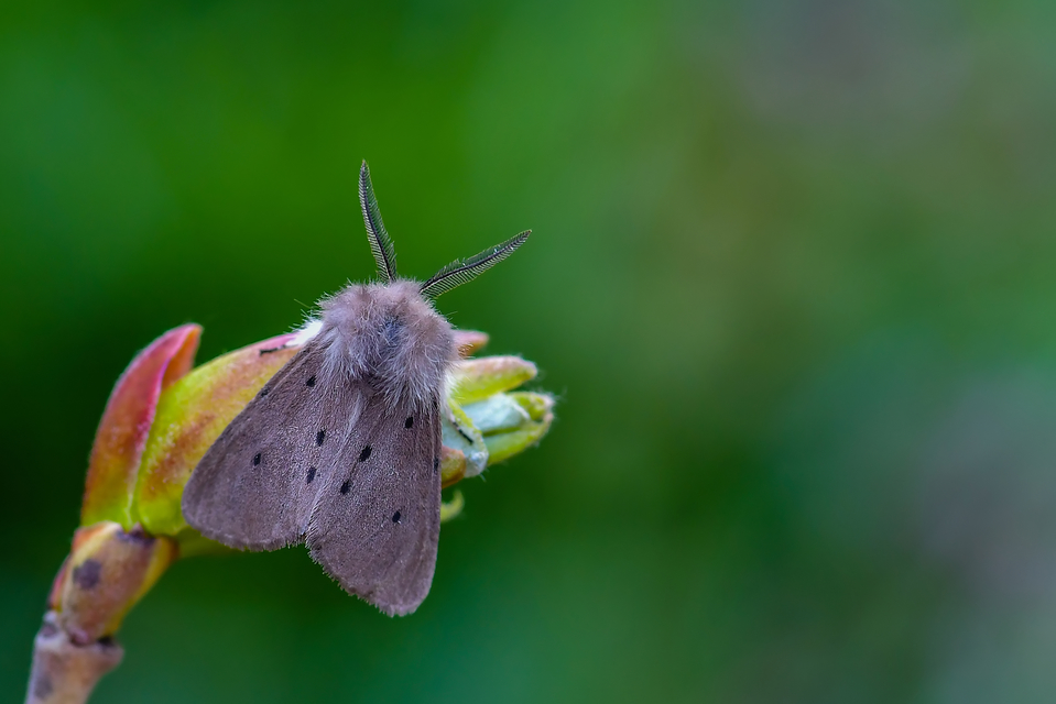 Diaphora mendica - felemás medvelepke