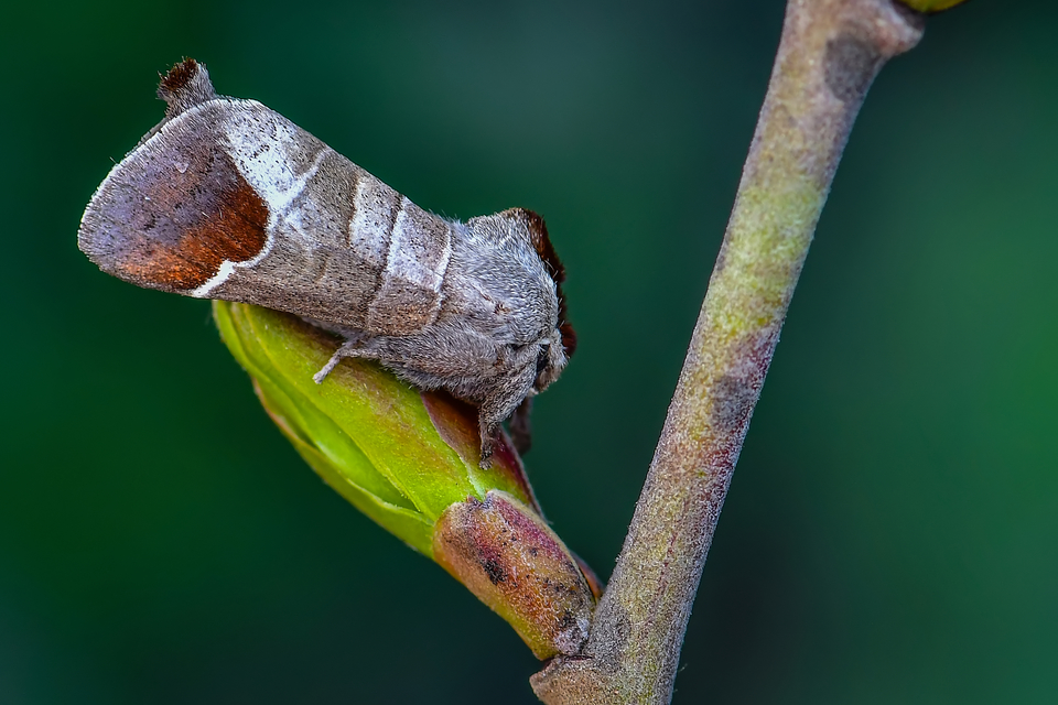 Clostera pigra - apró levélszövő