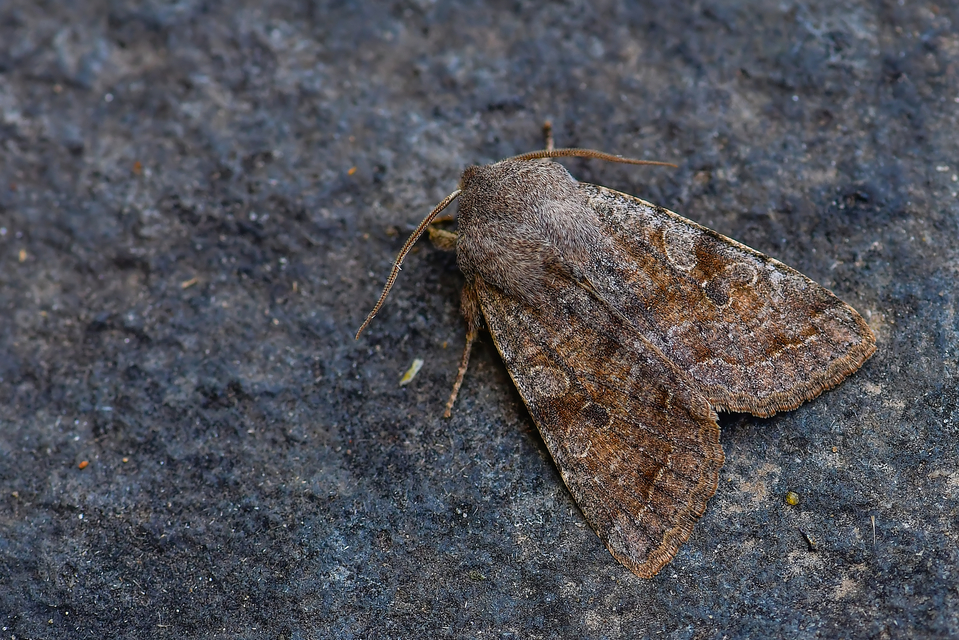 Orthosia incerta - változékony barkabagoly