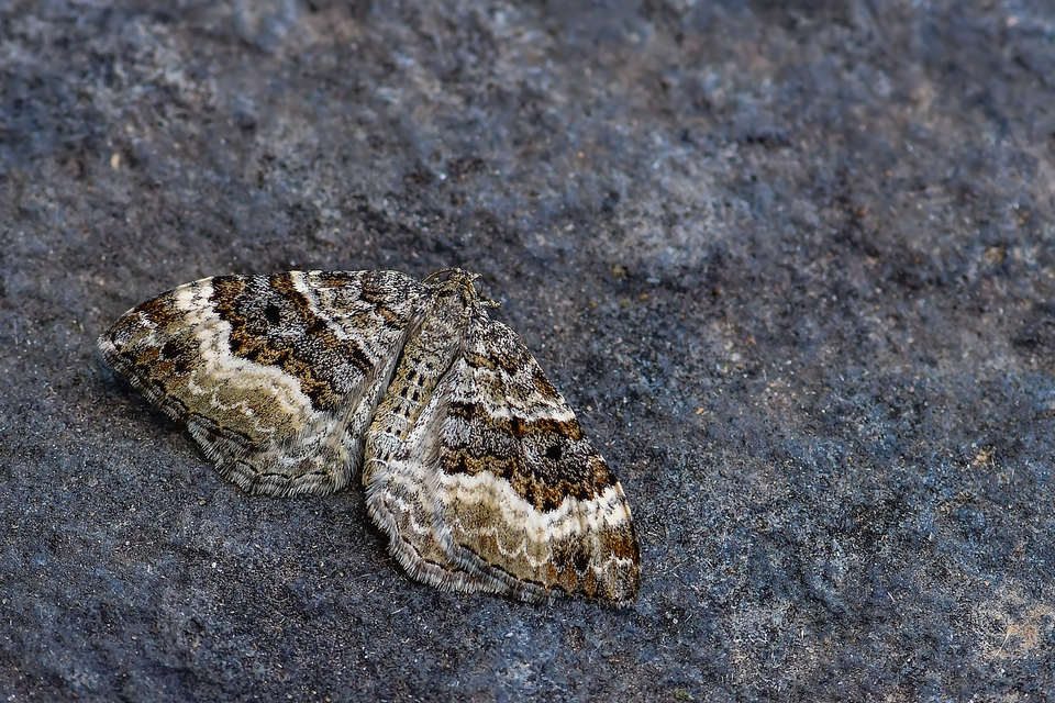 Epirrhoe alternata - galaj-tarkaaraszoló