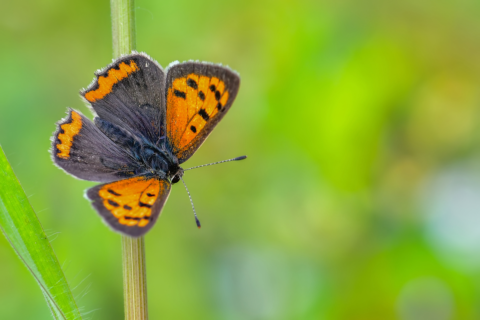 Lycaena phlaeas - közönséges tűzlepke