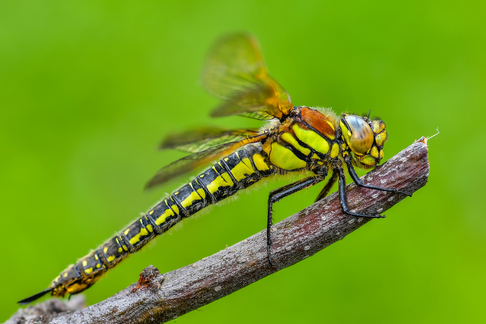 Brachytron pratense - szőrös karcsúacsa