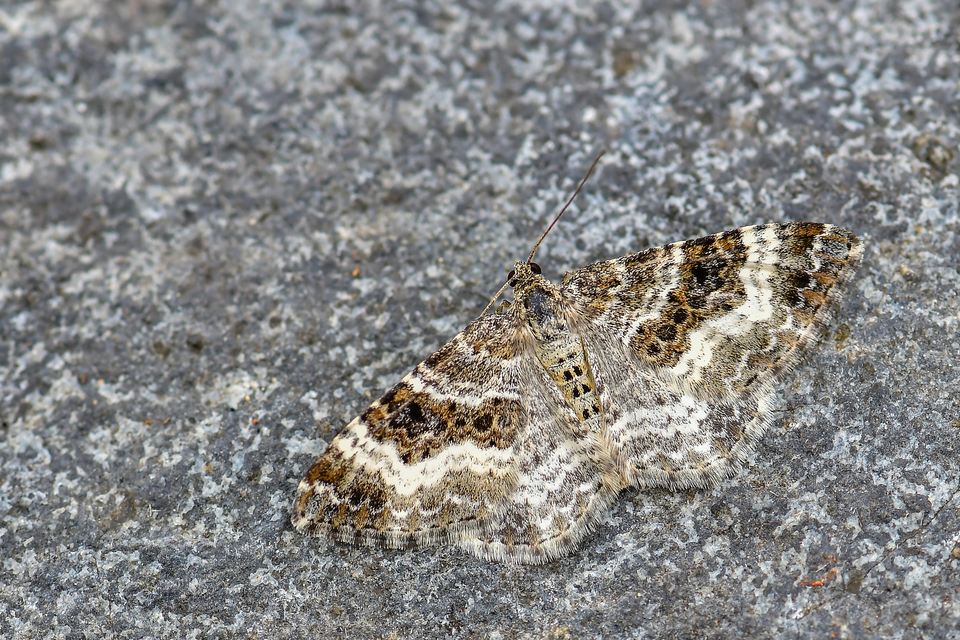 Epirrhoe alternata - galaj-tarkaaraszoló