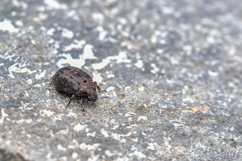 Byrrhus pilula - közönséges labdacsbogár