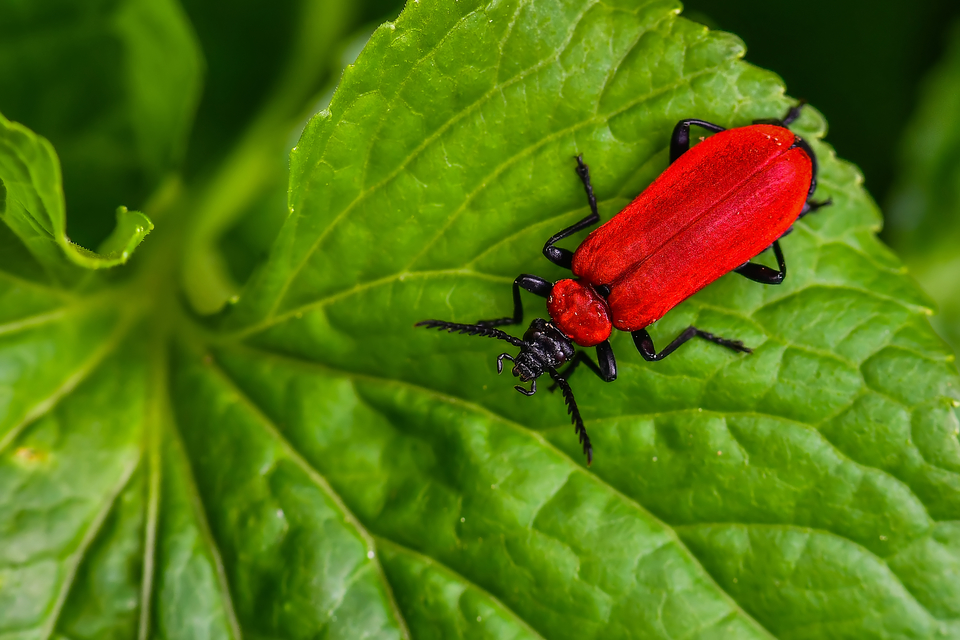 Pyrochroa coccinea - nagy bíborbogár