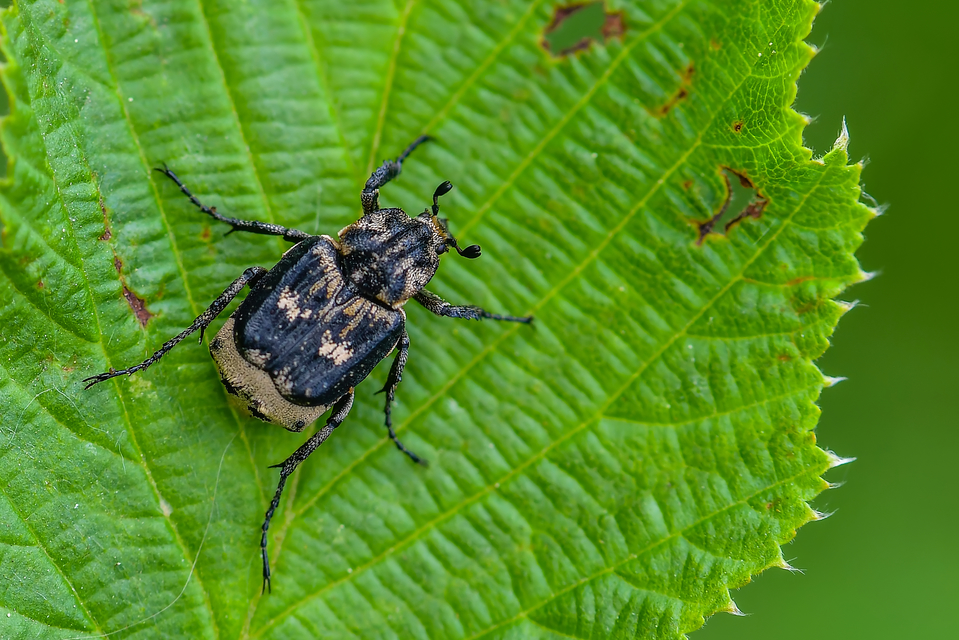 Valgus hemipterus - suta virágbogár