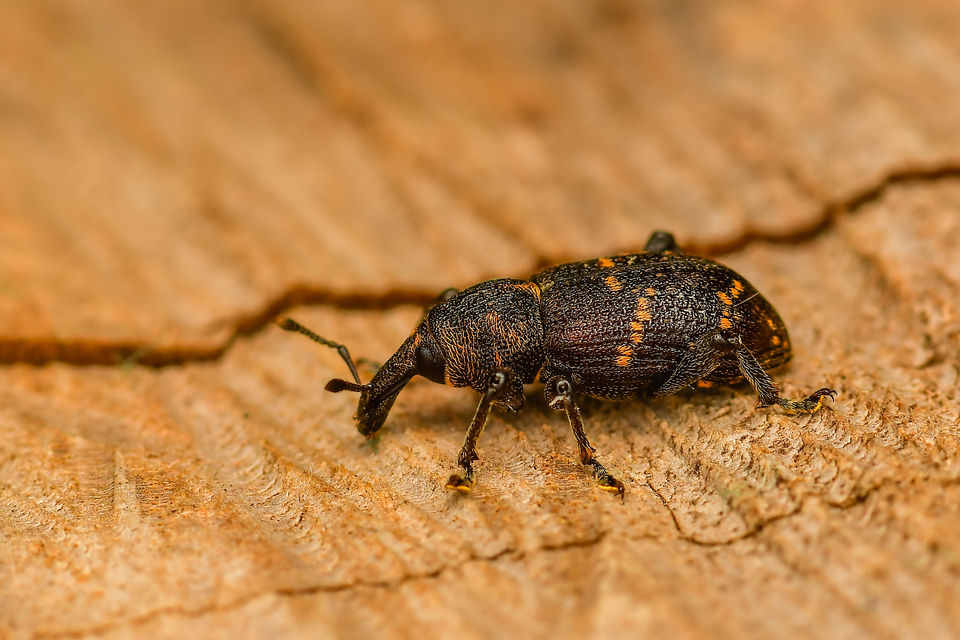 Hylobius abietis - nagy fenyvesormányos