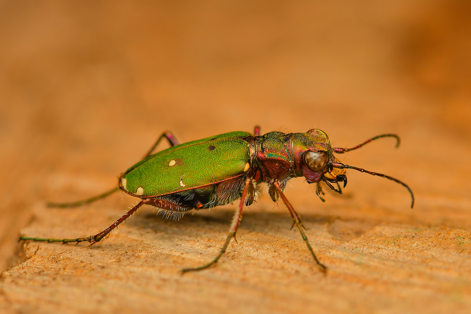 Cicindela campestris - mezei homokfutrinka