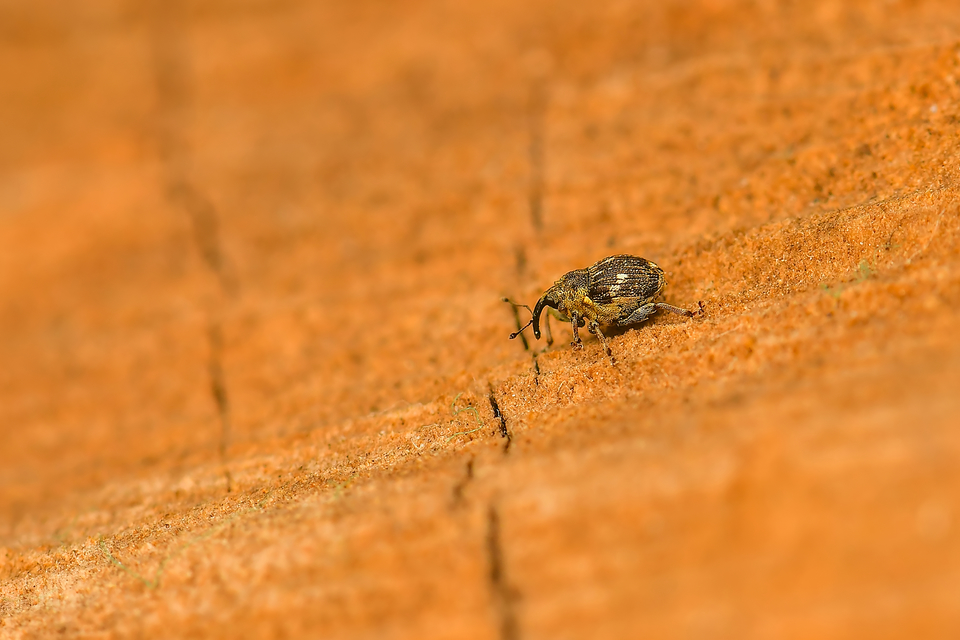 Nedyus quadrimaculatus - közönséges csalánormányos