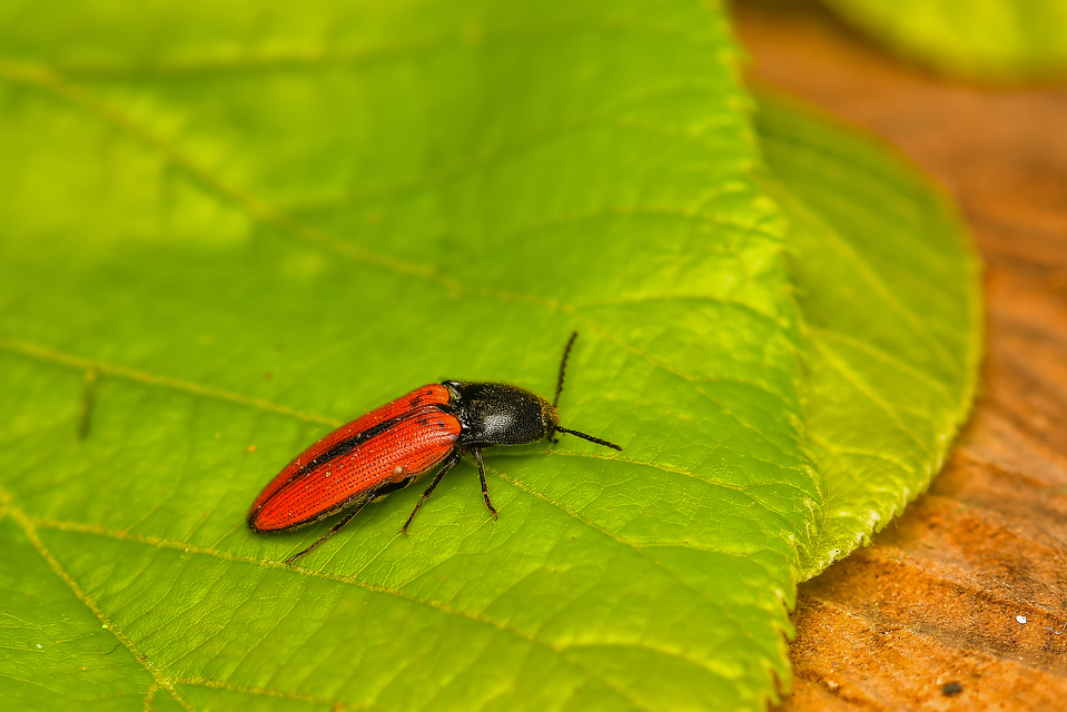 Ampedus sanguinolentus - középfoltos pattanó