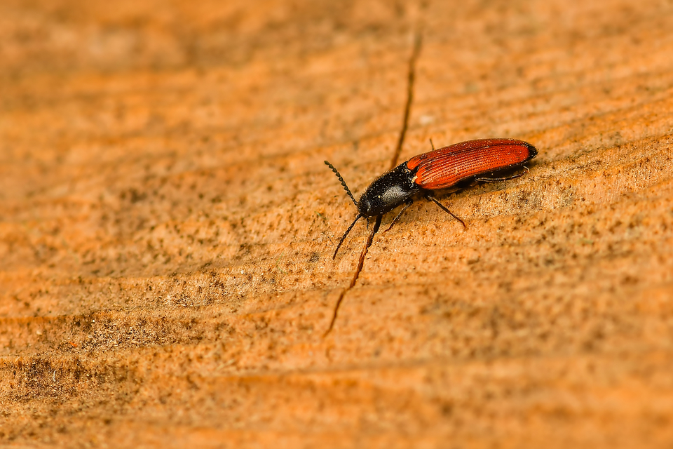 Ampedus praeustus - rőtvörös pattanó