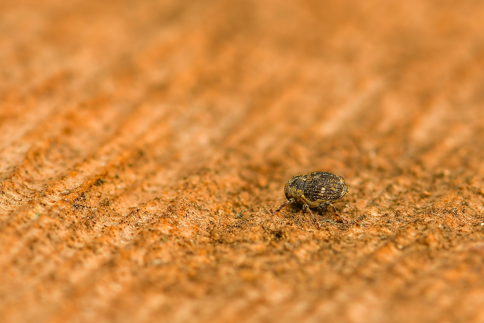 Nedyus quadrimaculatus - közönséges csalánormányos