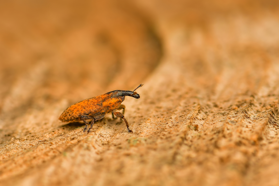Lixus brevipes - vaskosorrú dudvabarkó